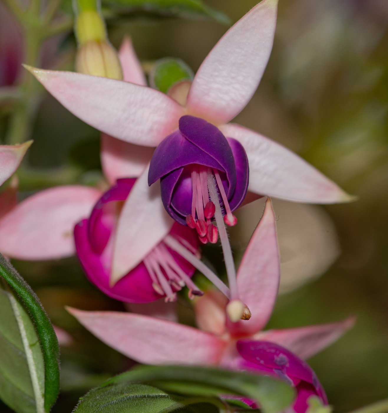Image of genus Fuchsia specimen.