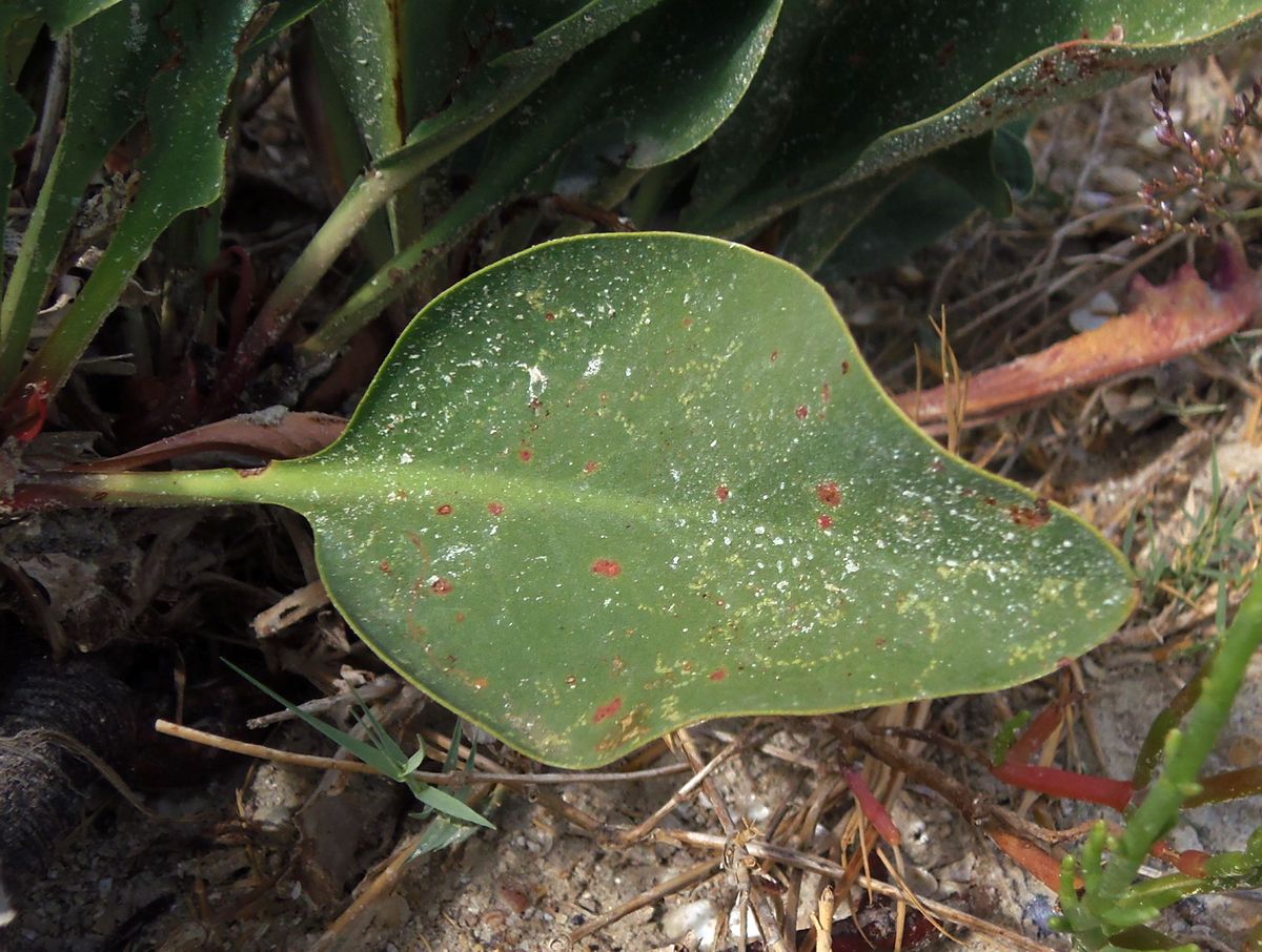 Image of Limonium scoparium specimen.