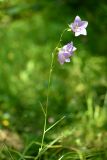 Campanula persicifolia