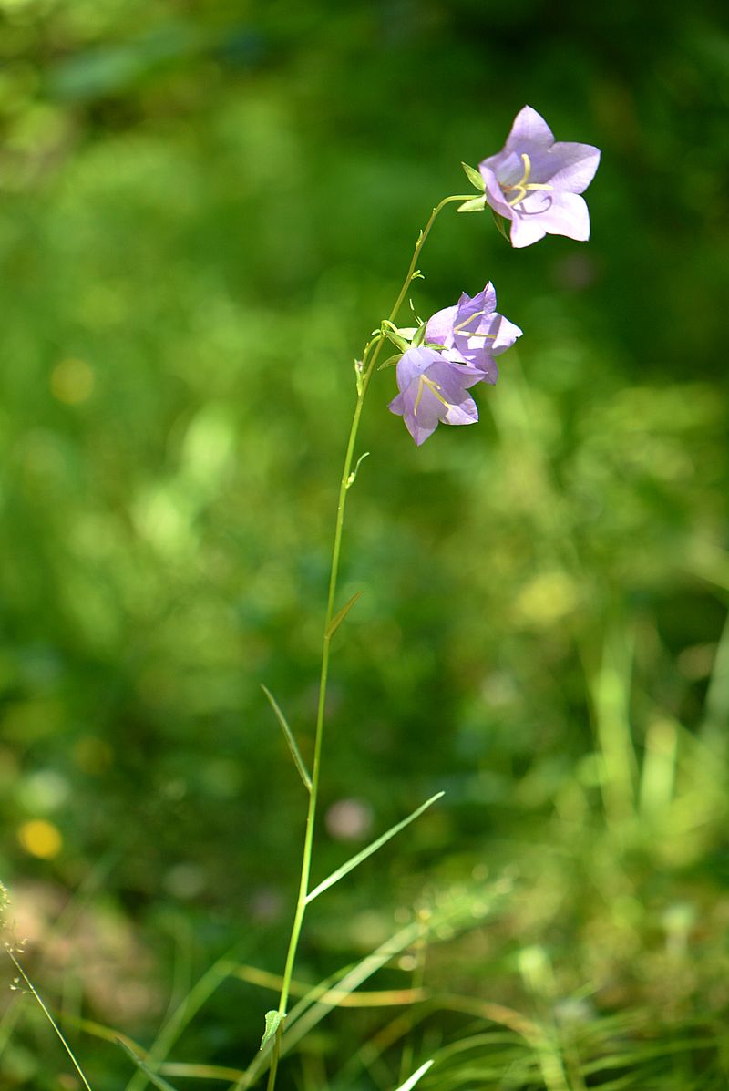 Image of Campanula persicifolia specimen.