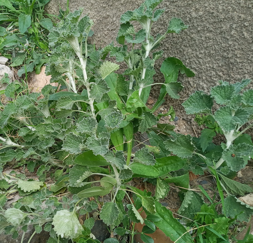 Image of genus Marrubium specimen.