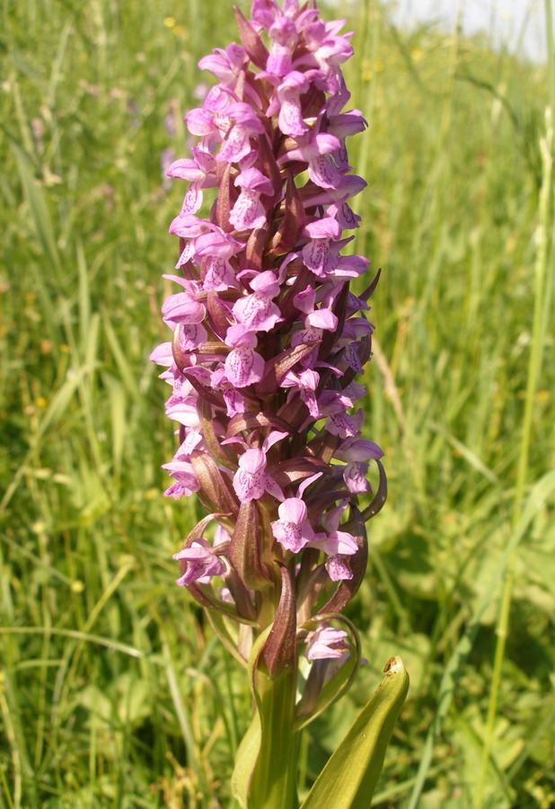 Изображение особи Dactylorhiza incarnata.