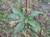 Verbascum pyramidatum. Прикорневая розетка листьев и нижняя часть генеративного побега. Адыгея, Кавказский биосферный заповедник, ур. Яворова Поляна, ≈ 1900 м н.у.м., субальпийский луг. 03.10.2015.