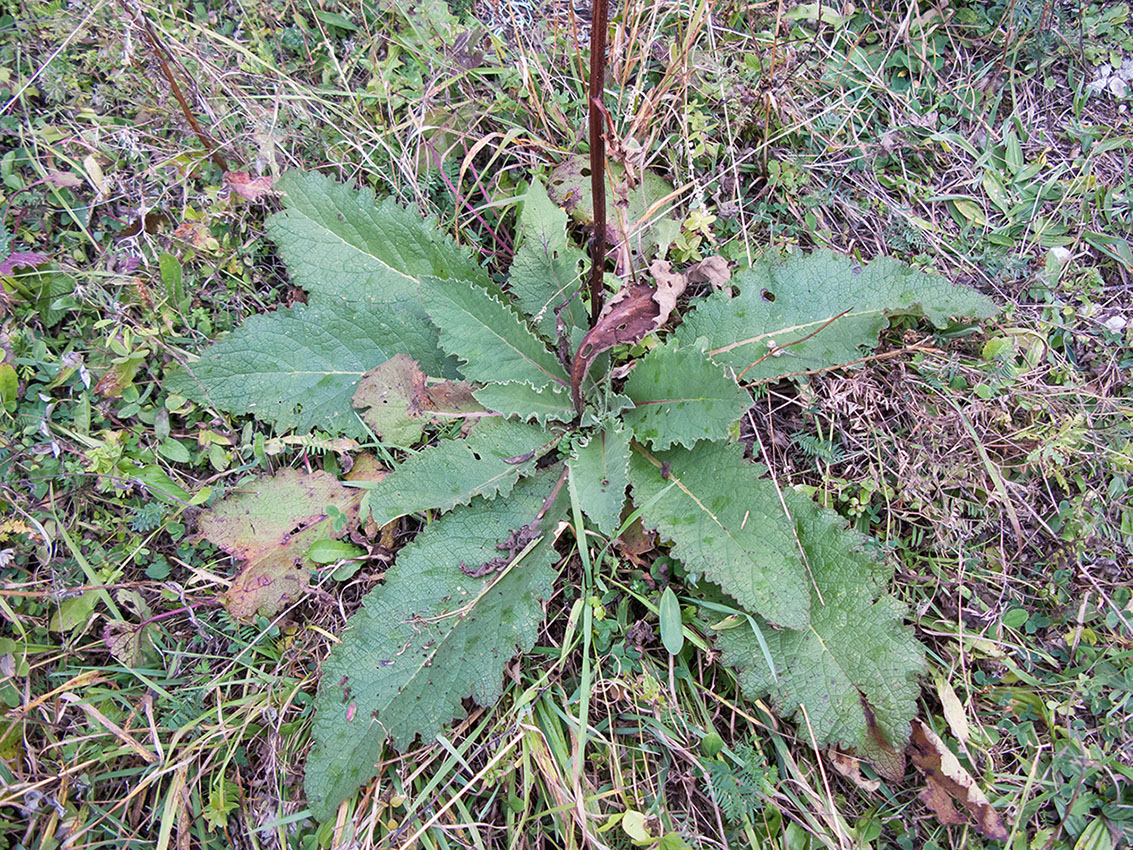 Изображение особи Verbascum pyramidatum.