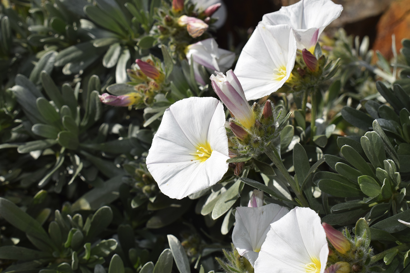 Изображение особи Convolvulus cneorum.