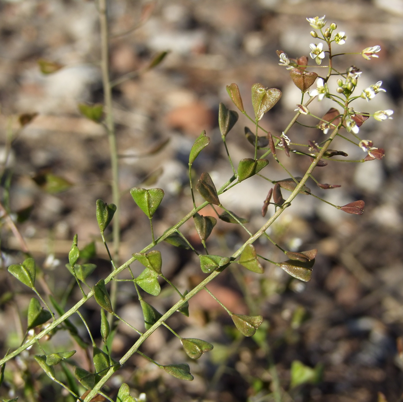 Image of Capsella bursa-pastoris specimen.