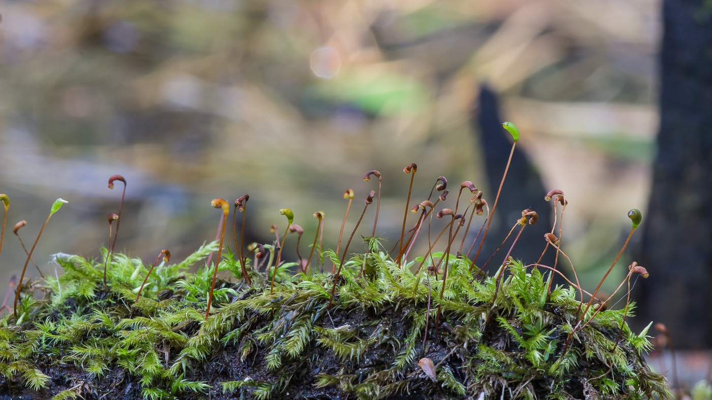 Изображение особи Leptodictyum riparium.