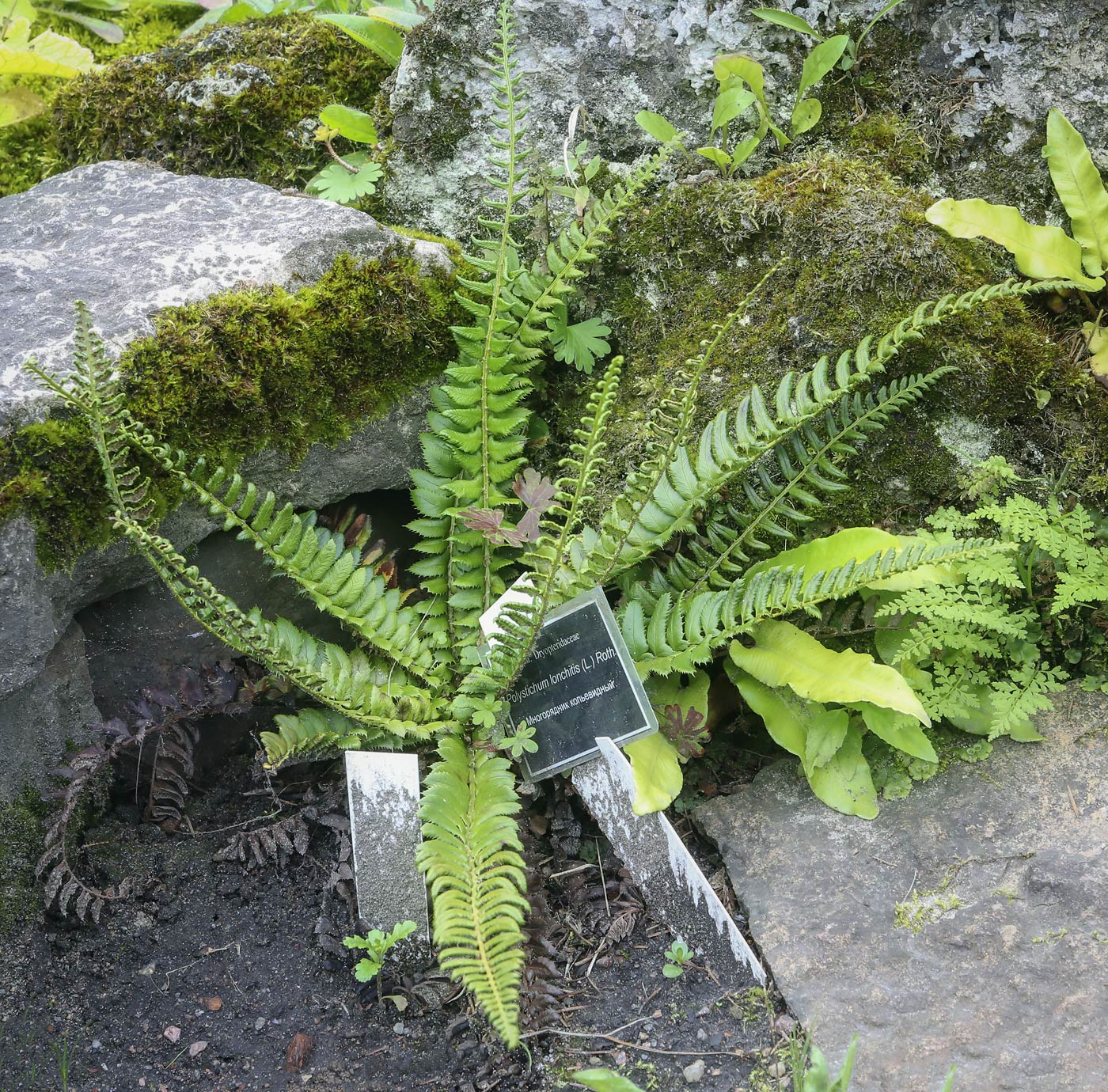 Image of Polystichum lonchitis specimen.