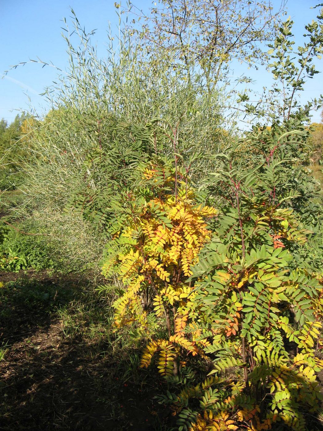 Image of Sorbus decora specimen.