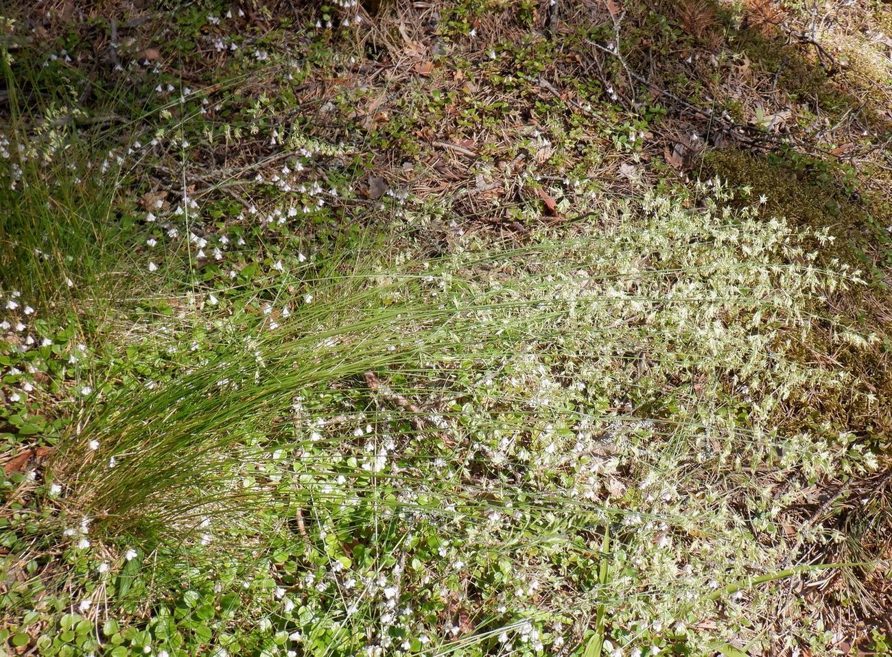 Image of genus Festuca specimen.