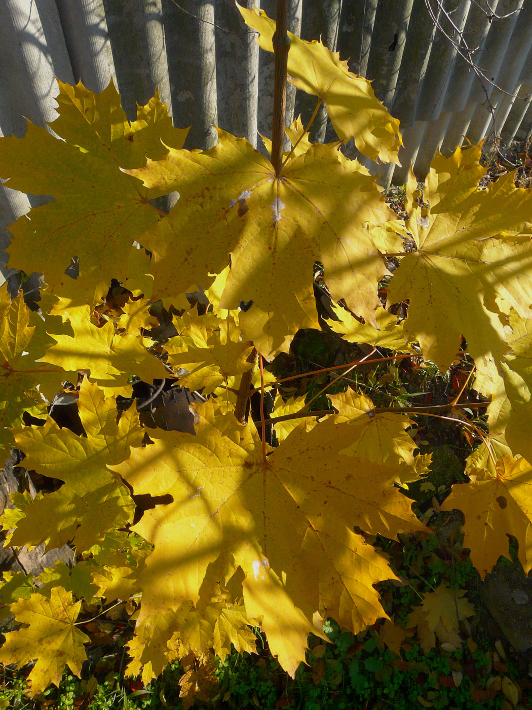 Image of Acer platanoides specimen.