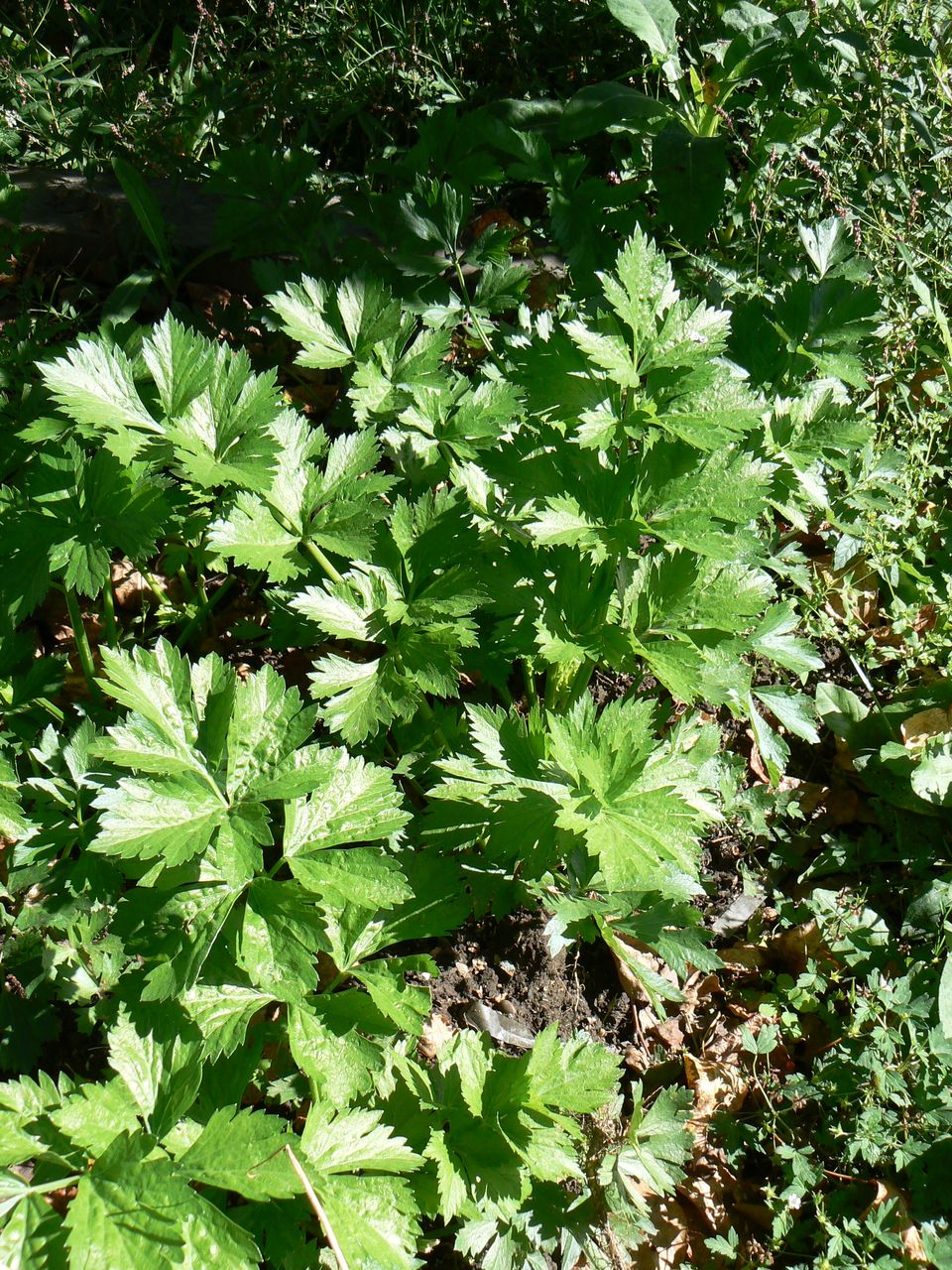 Image of Apium graveolens specimen.