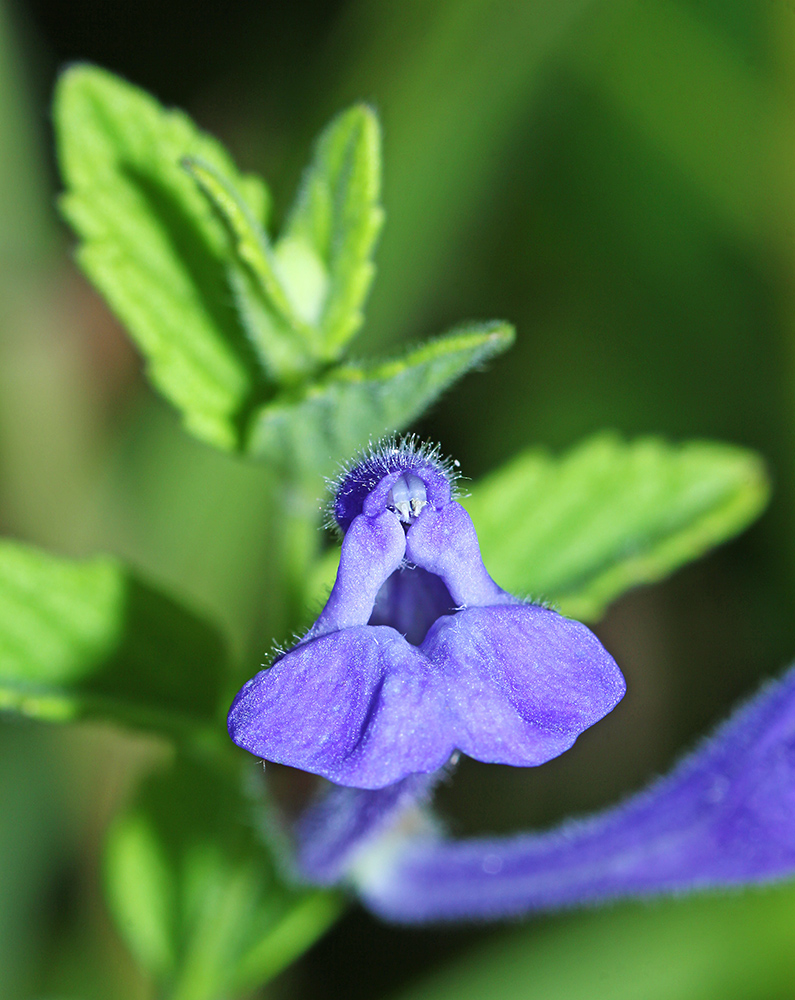 Image of Scutellaria tuminensis specimen.