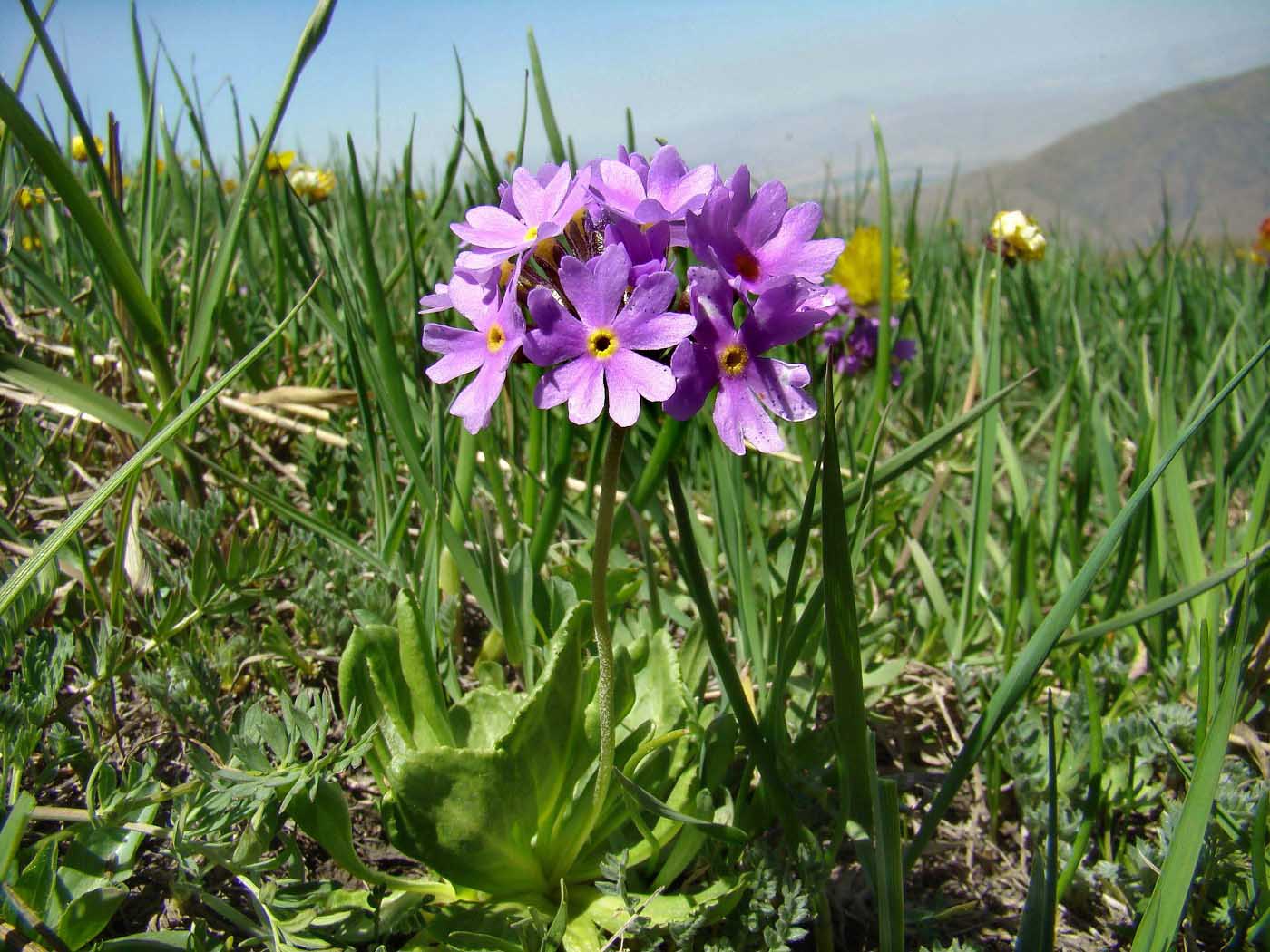Image of Primula algida specimen.