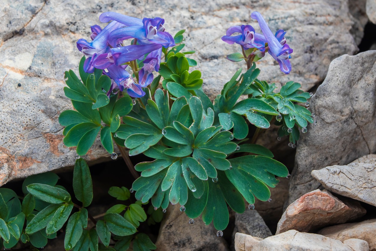 Изображение особи Corydalis alpestris.