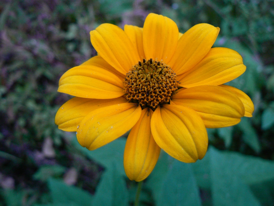 Изображение особи Helianthus tuberosus.