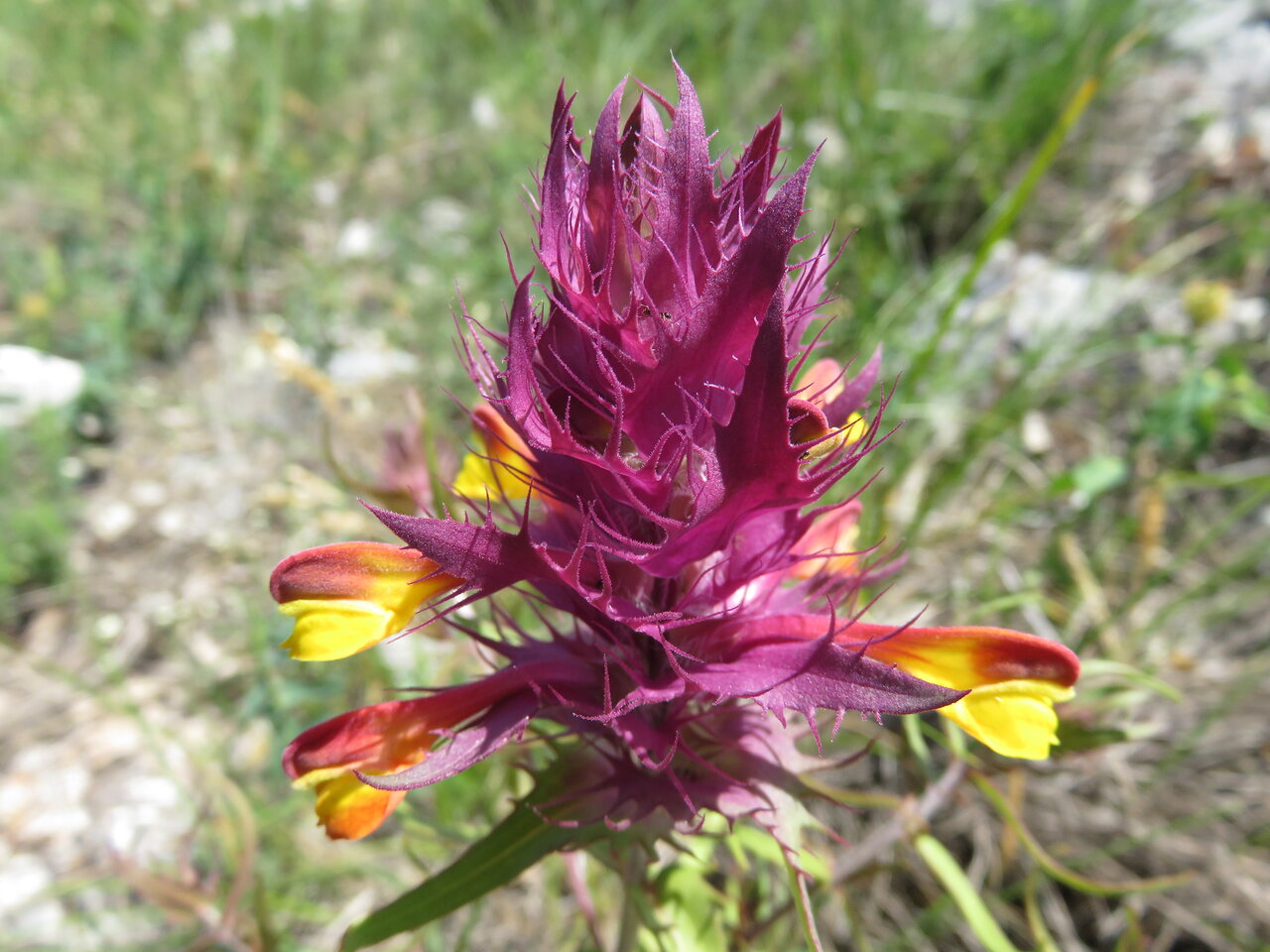 Image of Melampyrum arvense specimen.