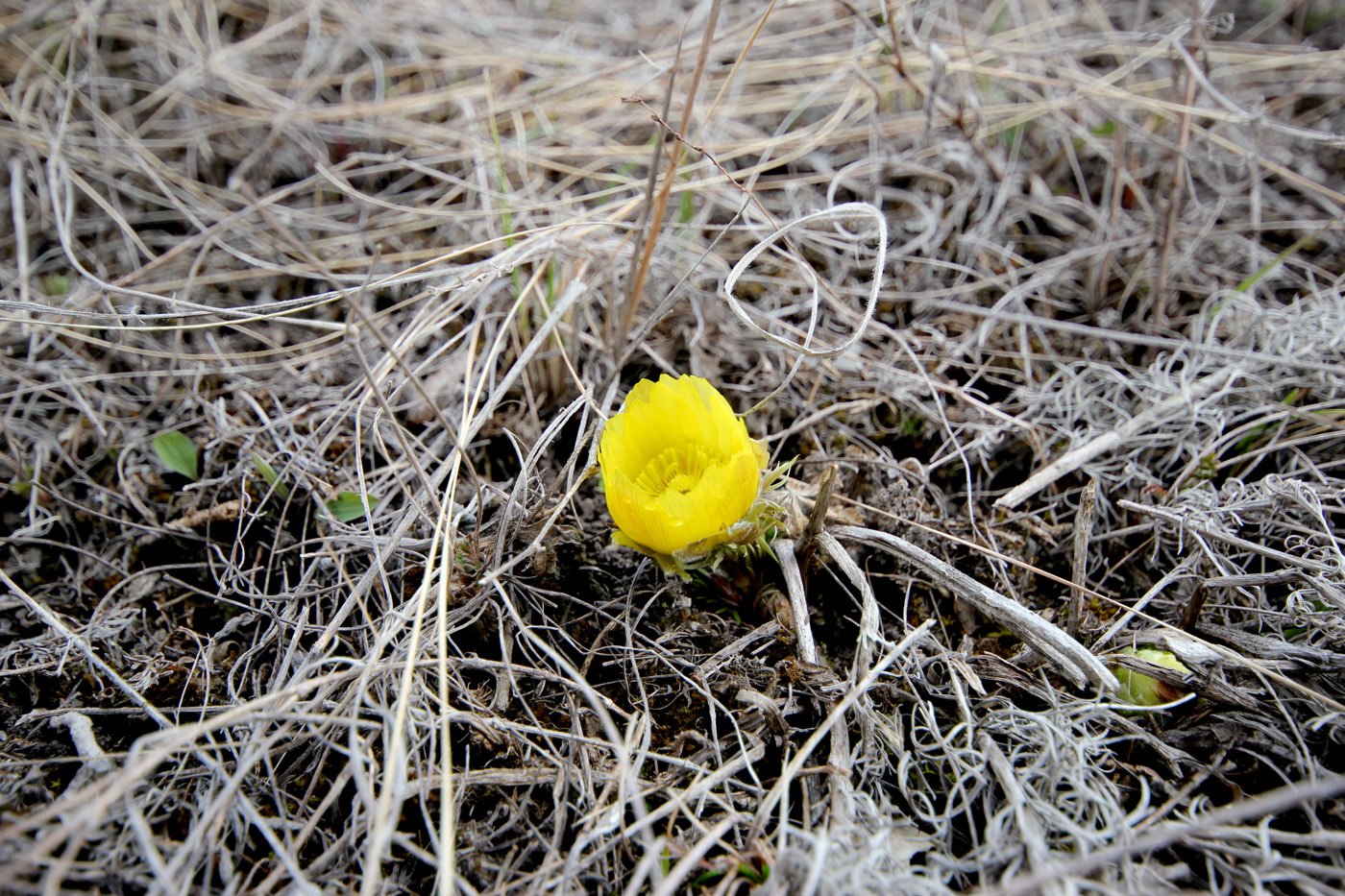 Image of Adonis vernalis specimen.