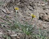 Scorzonera mollis. Цветущие растения. Крым, Карадагский заповедник, приморский полупустынно-степной склон. 21 апреля 2021 г.