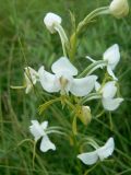 Habenaria linearifolia