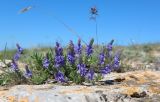 Veronica capsellicarpa. Цветущее растение. Республика Крым, Черноморский р-н, окр. пос. Оленевка, урочище Атлеш, приморская степь. 09.05.2021.