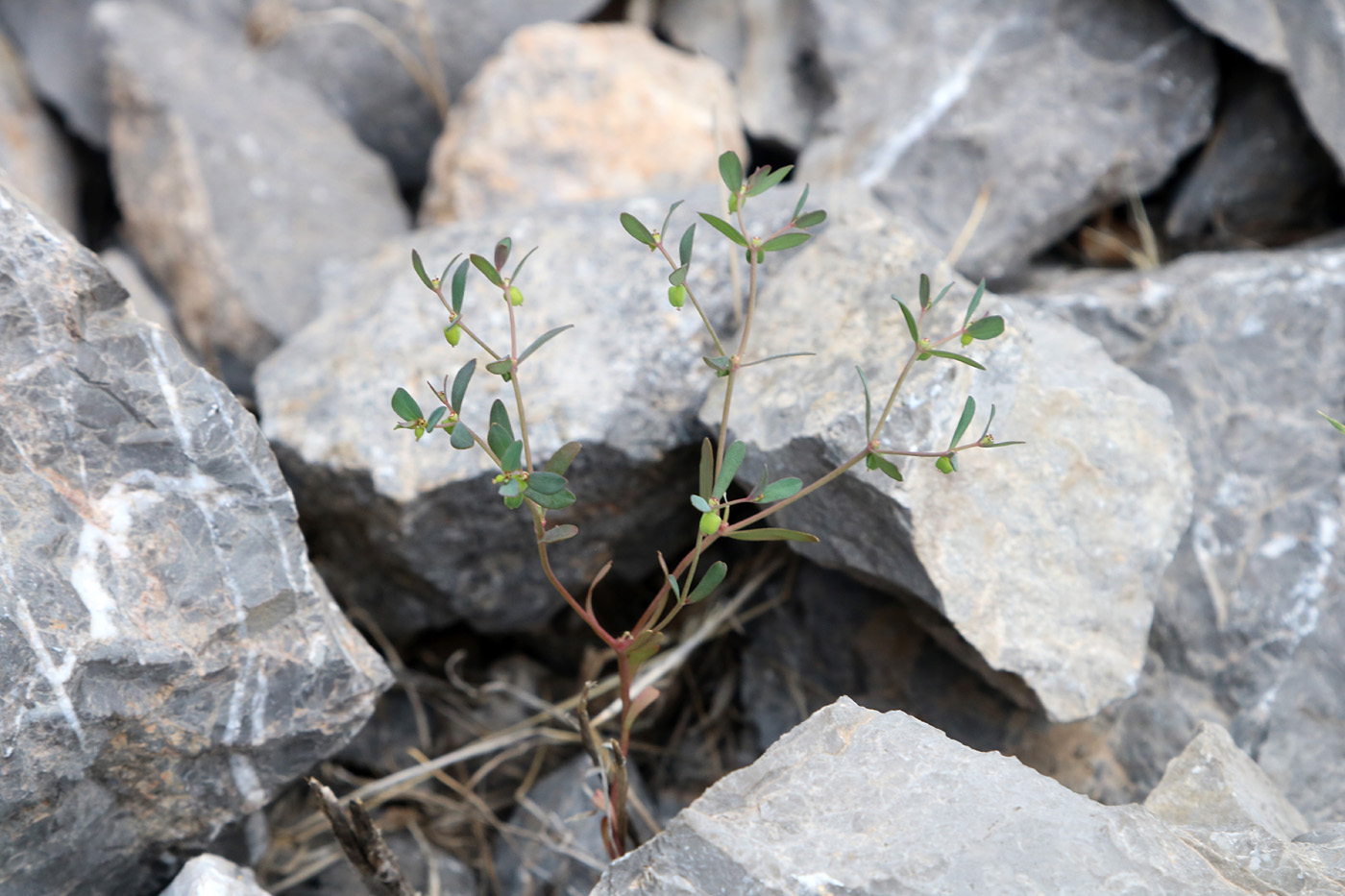 Изображение особи Euphorbia szovitsii.