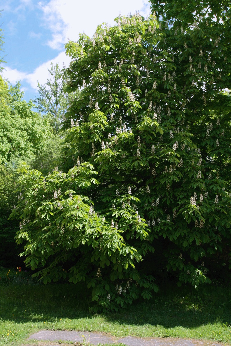 Image of Aesculus hippocastanum specimen.