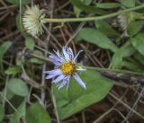 Aster alpinus. Соцветие-корзинка (позднее цветение). Пермский край, Кунгурский р-н, ур. Подкаменная гора, крутой склон, под тенью берёзовой рощи. 26.06.2021.