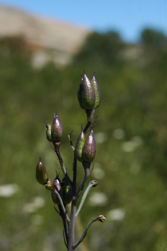 Изображение особи Delphinium dictyocarpum.