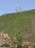 Seseli libanotis. Цветущее растение. Дагестан, Лакский р-н, окр. с. Шара, обнажение грунта на оползне. 22 июня 2021 г.