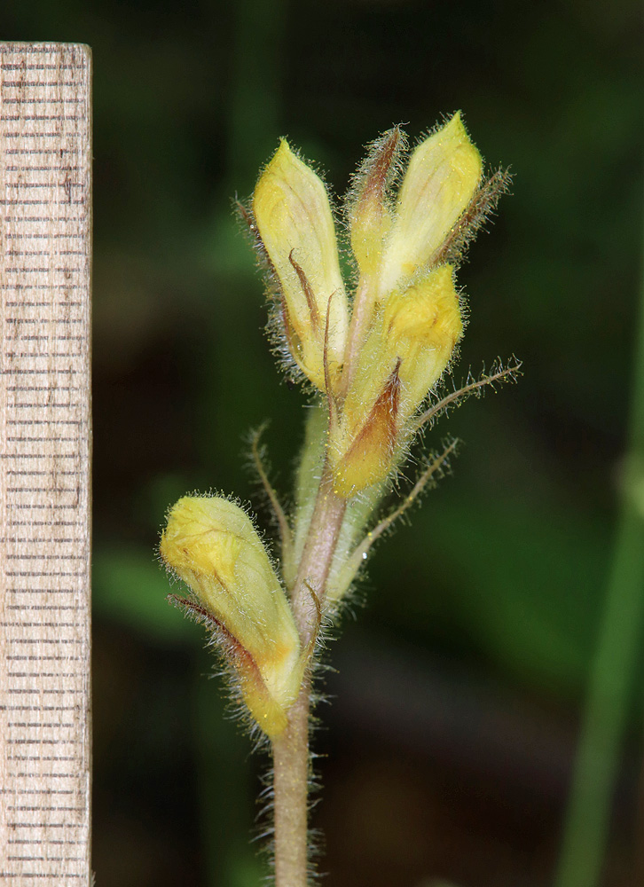 Image of Orobanche crenata specimen.