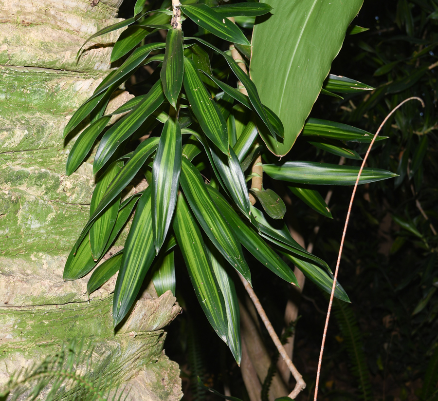 Изображение особи Dracaena reflexa.