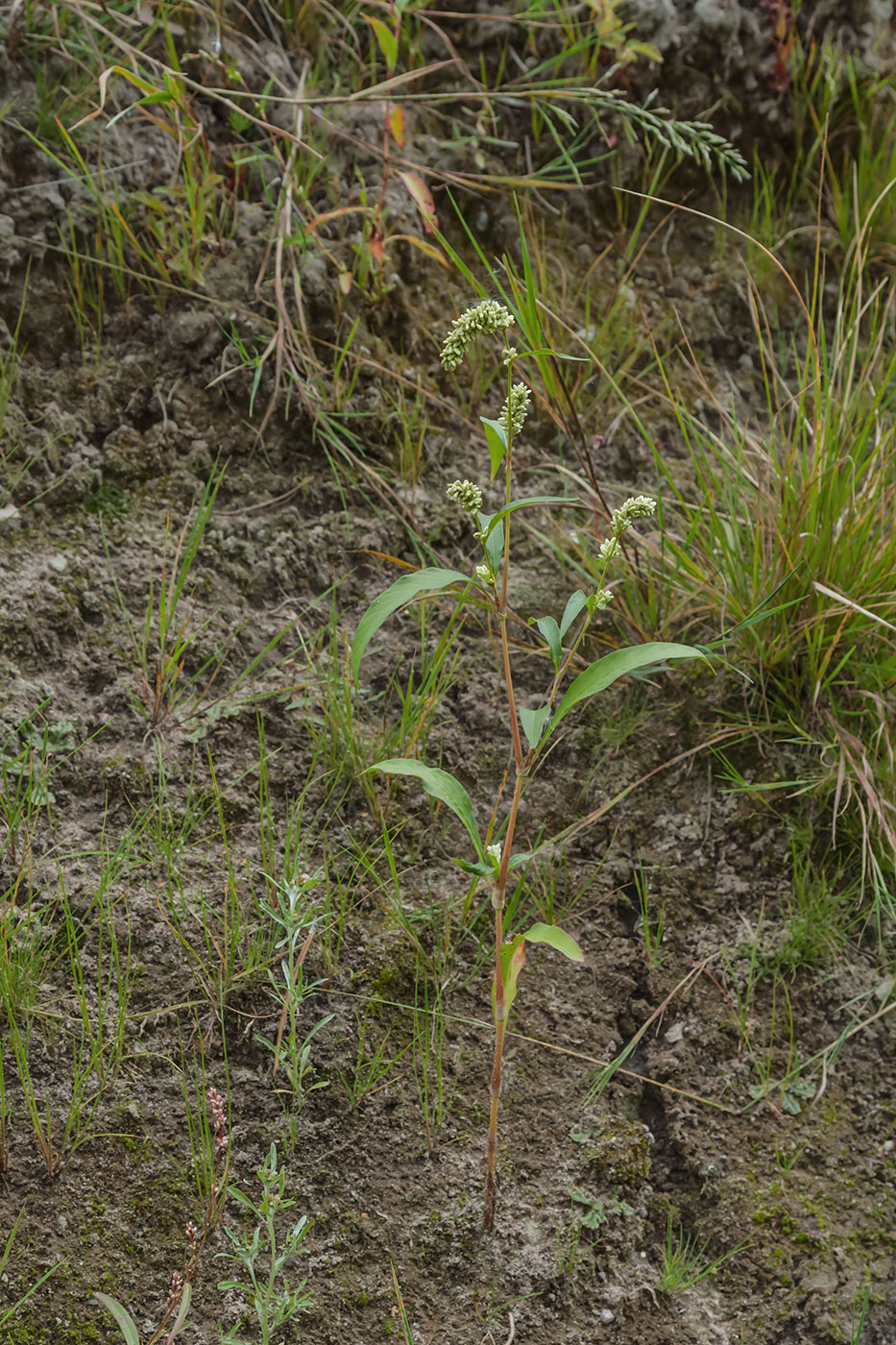 Image of genus Persicaria specimen.