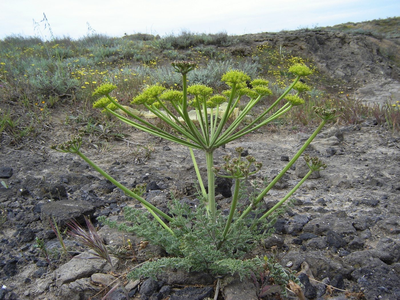 Image of Zosima absinthifolia specimen.