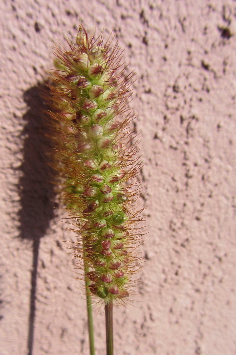 Image of Setaria pumila specimen.