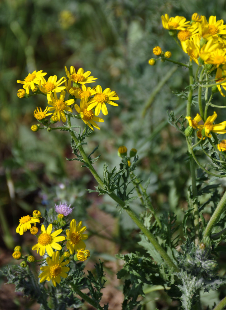 Изображение особи Senecio vernalis.