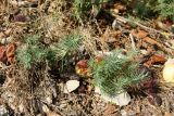 Euphorbia cyparissias