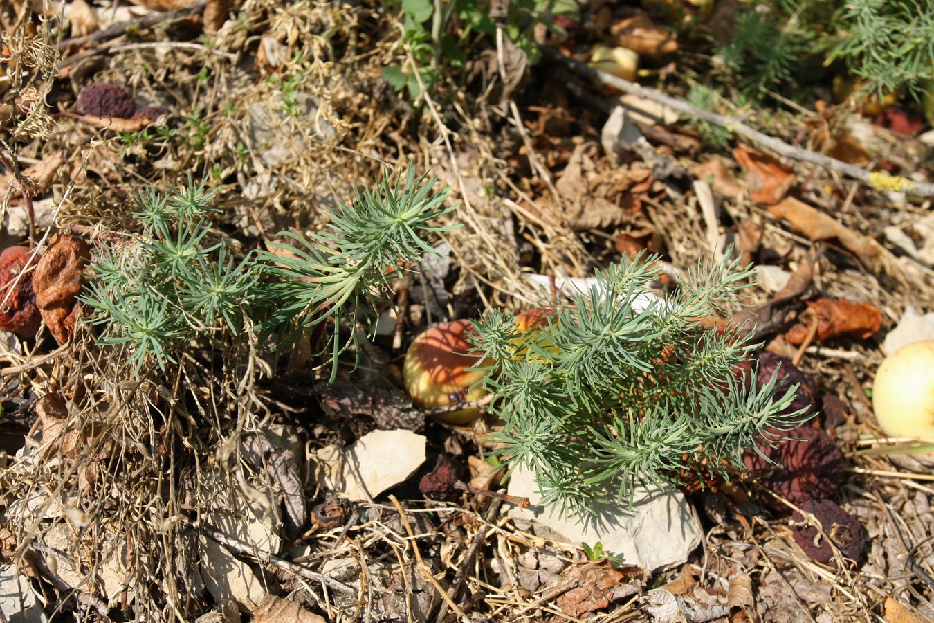 Изображение особи Euphorbia cyparissias.