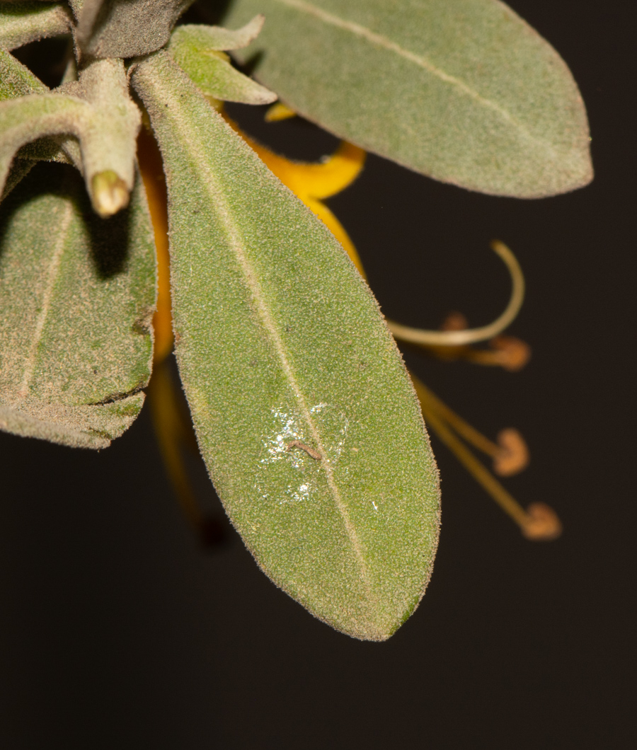 Image of Eremophila glabra specimen.