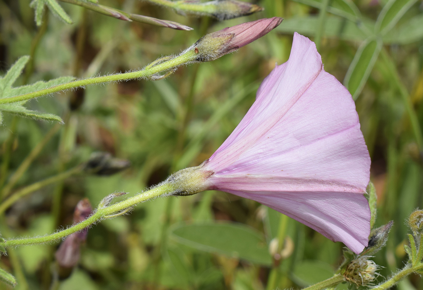 Изображение особи Convolvulus althaeoides.