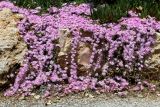 Drosanthemum floribundum. Цветущие растения. Израиль, г. Иерусалим, ботанический сад университета. 01.05.2019.