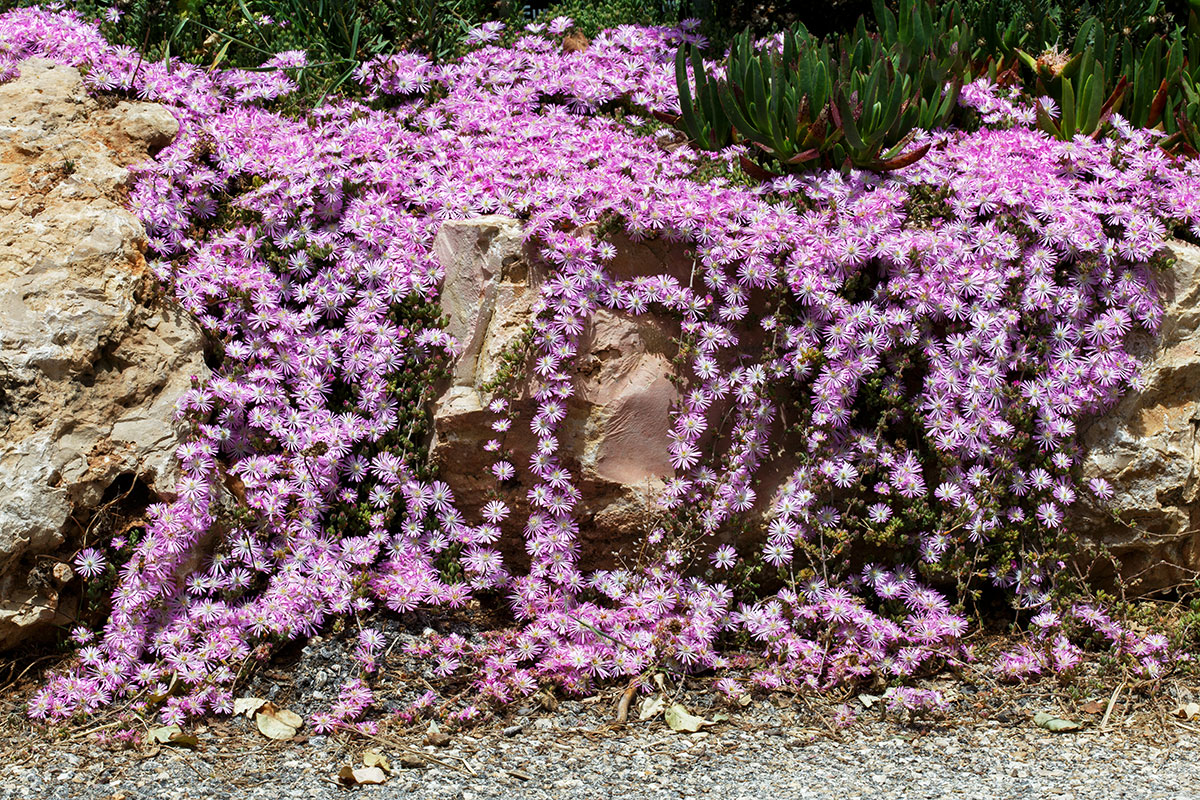Изображение особи Drosanthemum floribundum.