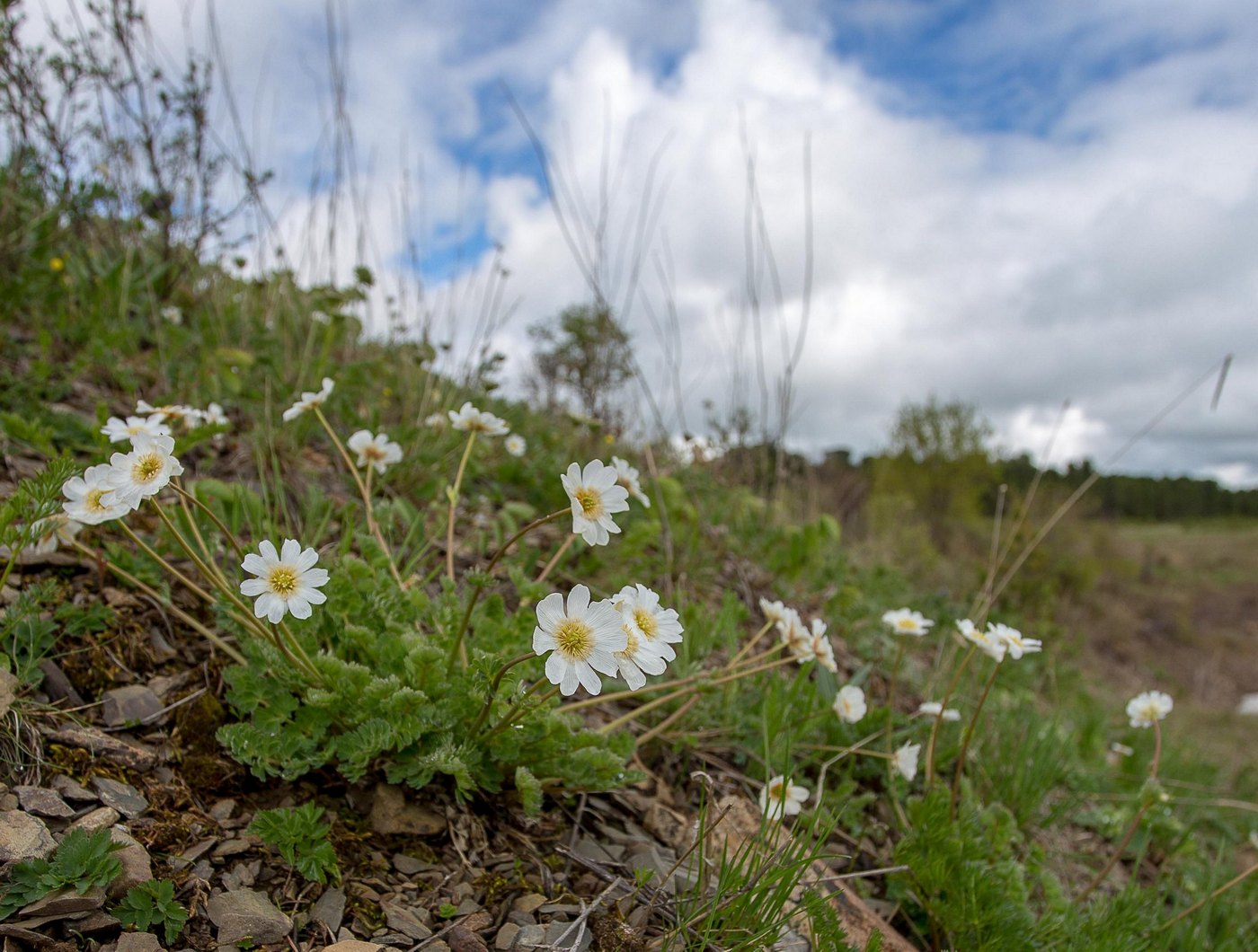 Изображение особи Callianthemum sajanense.