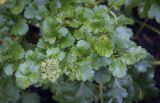 семейство Apiaceae. Верхушка зацветающего растения. Москва, Аптекарский огород, теневой сад, в культуре. 03.09.2021.