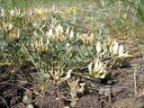 Astragalus helmii