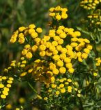 Tanacetum vulgare