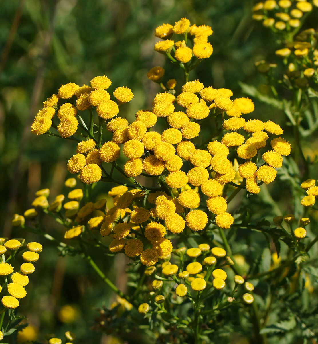 Изображение особи Tanacetum vulgare.