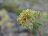 Alchemilla bombycina