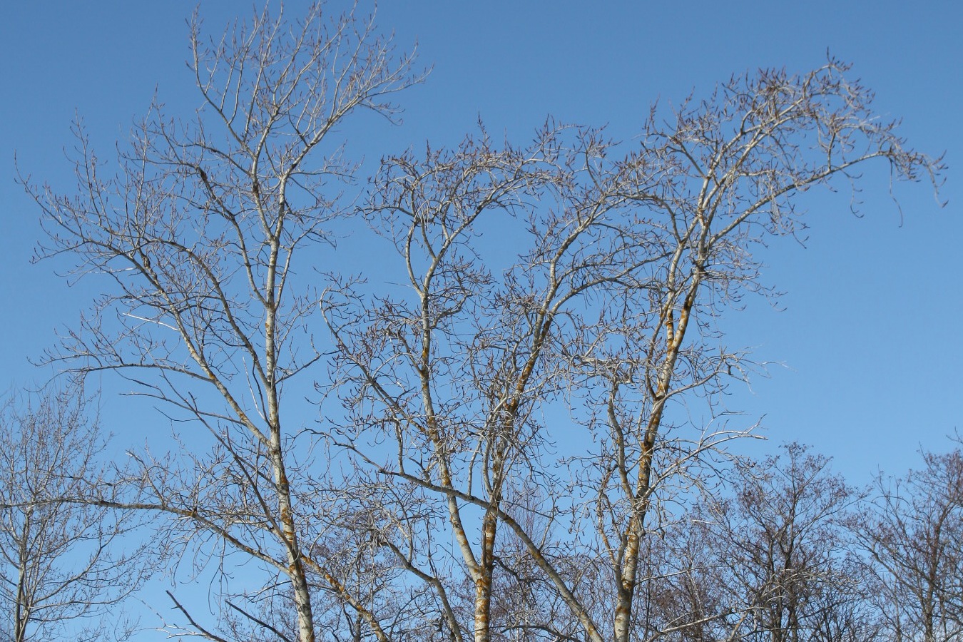 Image of Populus tremula specimen.