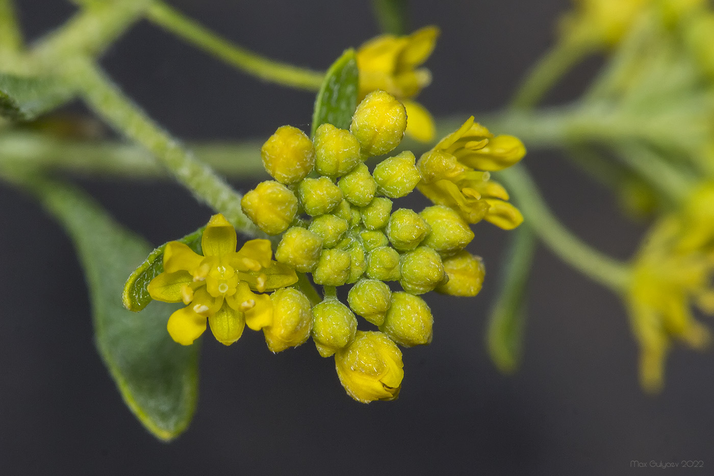 Image of Odontarrhena obtusifolia specimen.